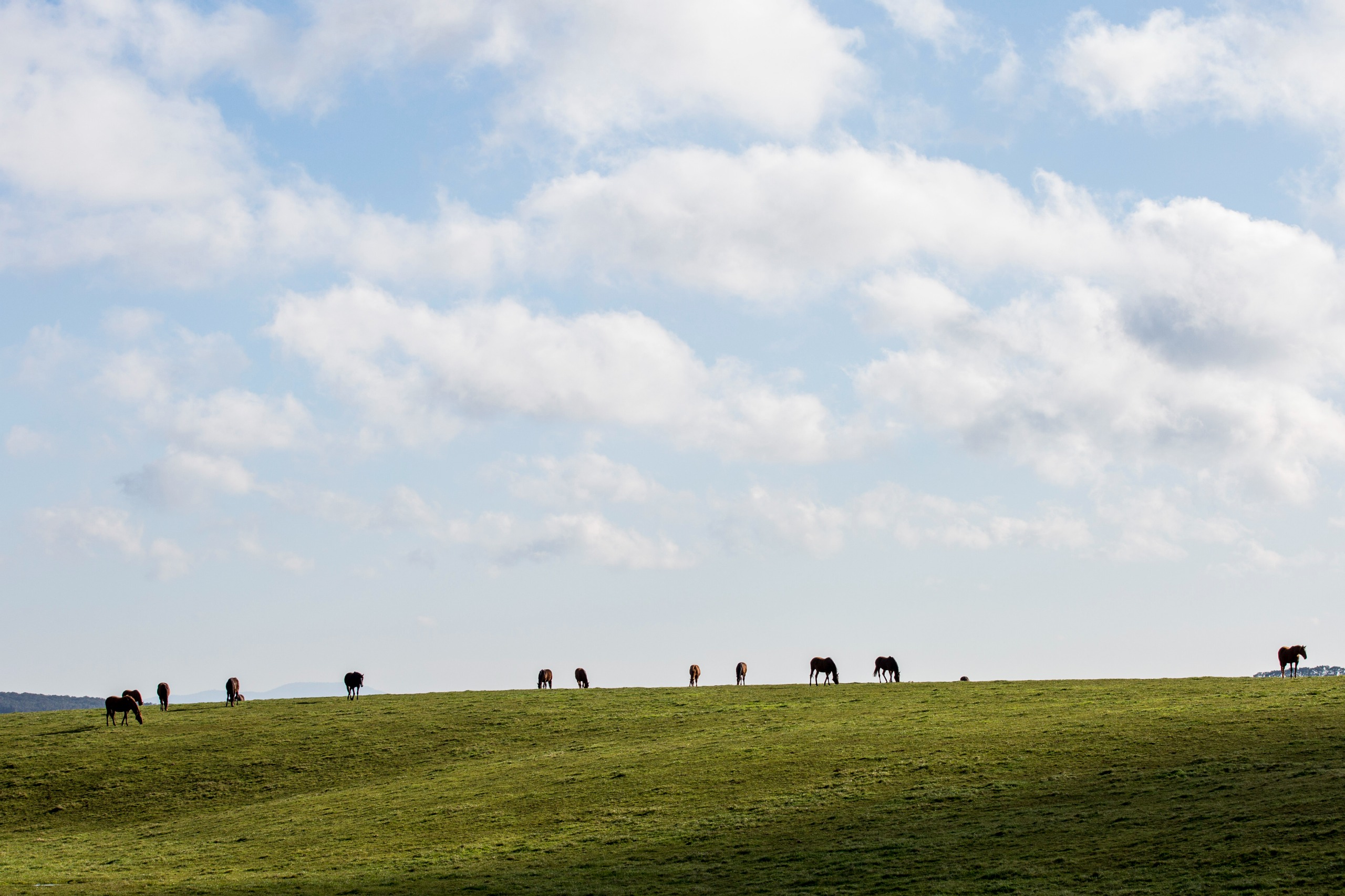 Draft Macedon Ranges Community Equestrian Facilities Plan Your Say
